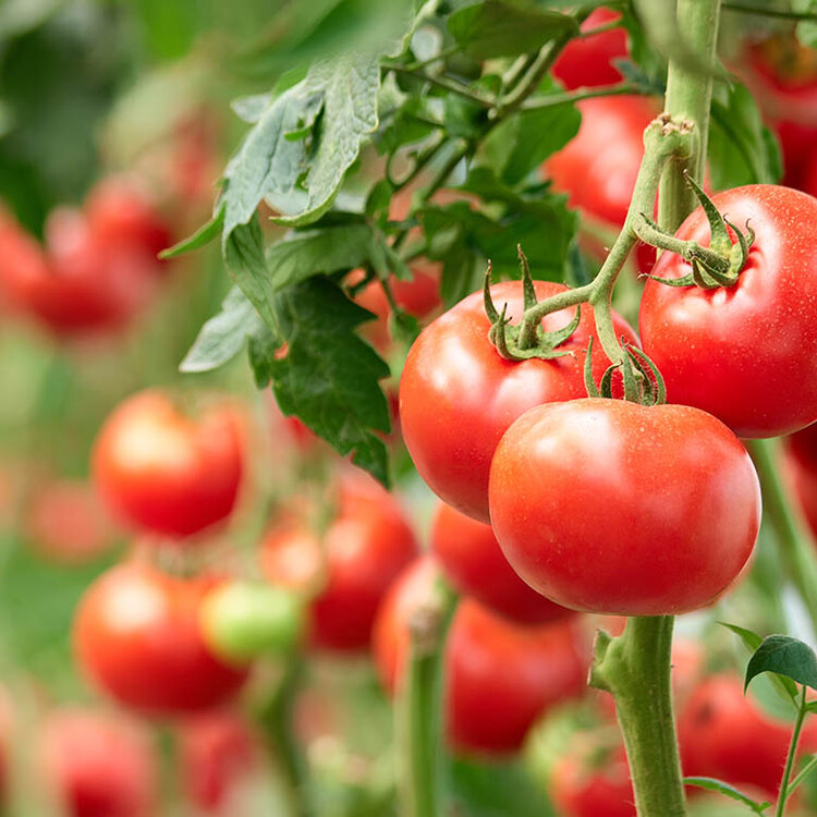 Sådan dyrker du pivfriske tomater i