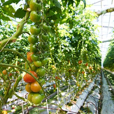 Dyrkning af tomater i drivhus