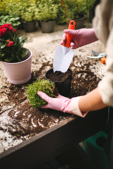 kvinde med pink havehandsker bruger lille skovel til udplantning af blomster i potter