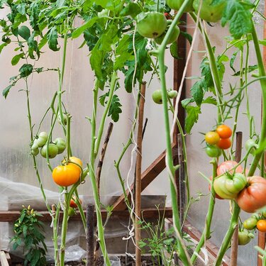 Bind dine tomatplanter op i drivhuset