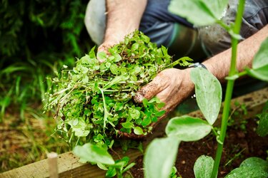 gardener holder håndfuld ukrudt