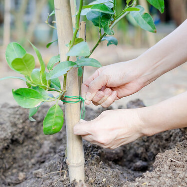 Tomatplanter i dit drivhus